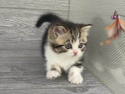 Shakira Elias Cattery - Scottish Straight - Gallery Photo #1