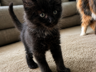 Fenrir - Maine Coon - Gallery Photo #1