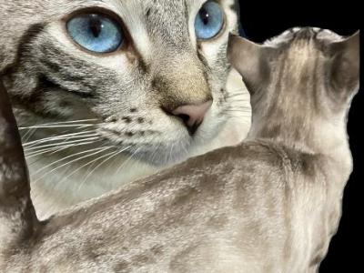 Seal Lynx Bengal Kittens - Bengal - Gallery Photo #1