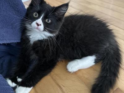 Male Polydactyl - Maine Coon - Gallery Photo #1