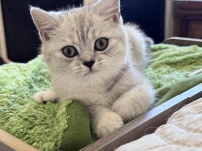 Janet - British Shorthair - Gallery Photo #1