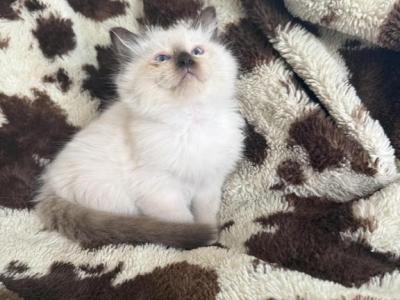 Tica Seal Mitted Male - Ragdoll - Gallery Photo #1