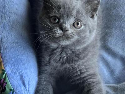 Blue Boy Arthur - British Shorthair - Gallery Photo #1