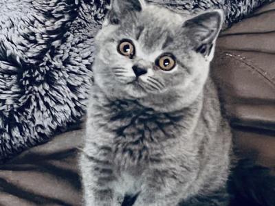 Azura Blue British Shorthair Girl - British Shorthair - Gallery Photo #1