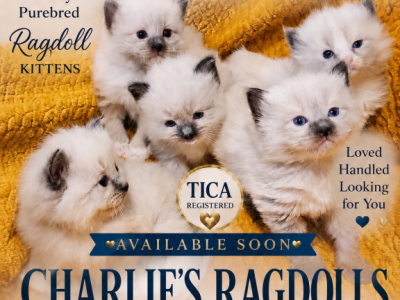 Baby Dove - Ragdoll - Gallery Photo #1