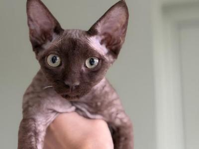 Chocolate Male Devon Rex - Devon Rex - Gallery Photo #1