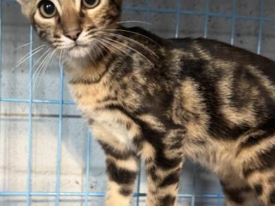 Werewolf - Bengal - Gallery Photo #1