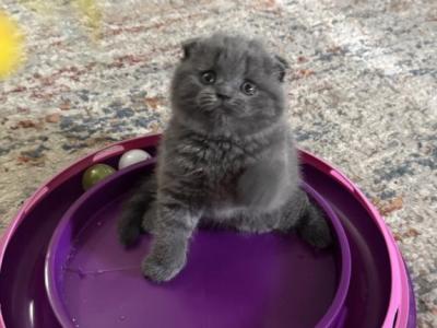 Fold Girl Charlotte - Scottish Fold - Gallery Photo #1