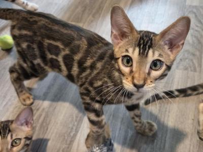 Zuko Brown Male - Bengal - Gallery Photo #1