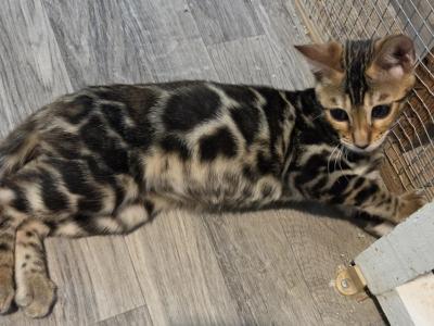 Frenchie Brown Female - Bengal - Gallery Photo #1