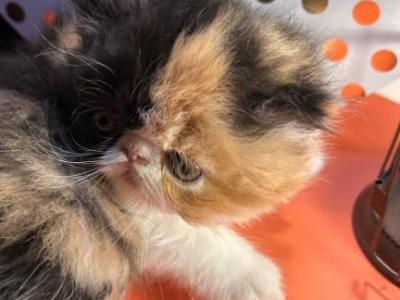 Cally - Exotic - Gallery Photo #1