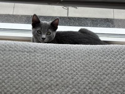 Luis - Russian Blue - Gallery Photo #1
