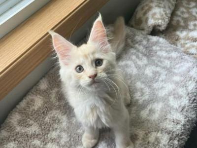 Chloe - Maine Coon - Gallery Photo #1