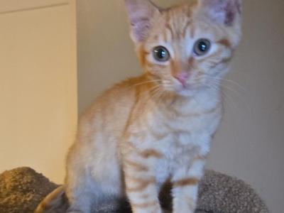 Ginger Non Standard Sphynx Female - Donskoy - Gallery Photo #1