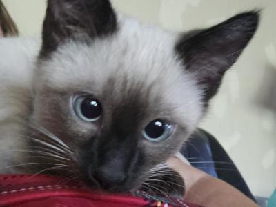 Prince - Siamese - Gallery Photo #1