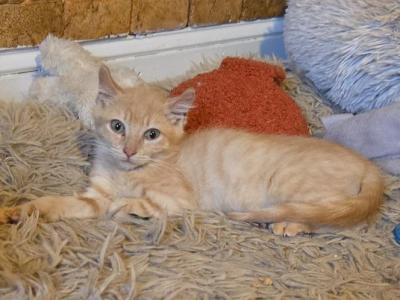 Phoenix Non Standard Sphynx Male - Domestic - Gallery Photo #1