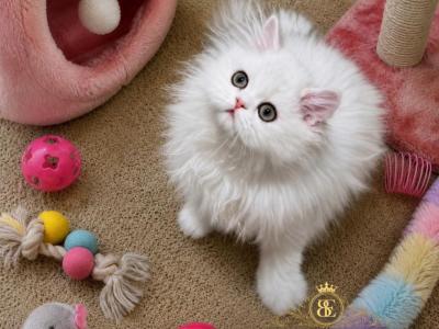 Beautiful Persian Kittens - Persian - Gallery Photo #1