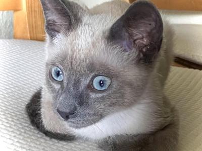 Siamese Kittens - Siamese - Gallery Photo #1