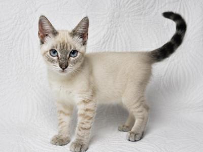 Female Lynx Point - Siamese - Gallery Photo #1