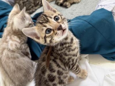Roman Boy Bengal Kitten - Bengal - Gallery Photo #1