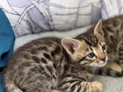 Rumi Girl Bengal Kitten - Bengal - Gallery Photo #1