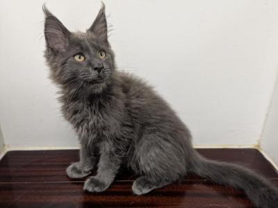 TICA Maine Coon - Maine Coon - Gallery Photo #1
