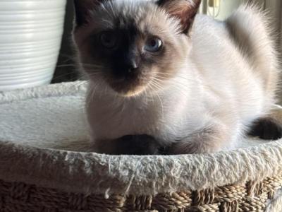 Mable - Siamese - Gallery Photo #1