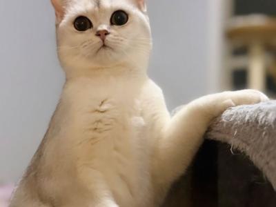 Lulu - British Shorthair - Gallery Photo #1