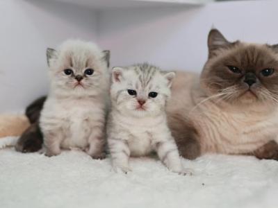 Baby Girl - British Shorthair - Gallery Photo #1