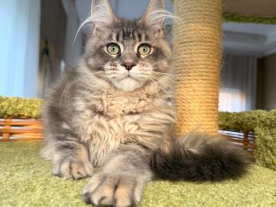 Clara - Maine Coon - Gallery Photo #1