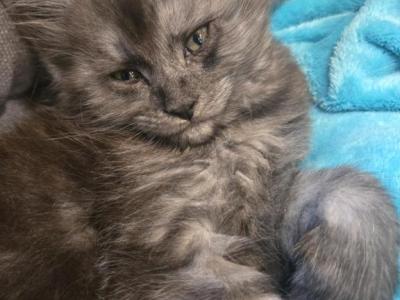 Main Coon Kittens With Breeding Rights - Maine Coon - Gallery Photo #1