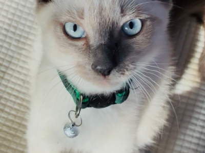 Snowshoe Siamese Kittens - Siamese - Gallery Photo #1