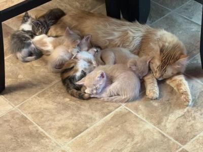 Kittens For Sale - American Longhair - Gallery Photo #1