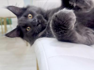 Pharaon - Maine Coon - Gallery Photo #1