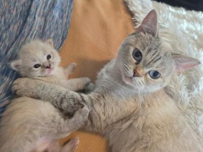 Lynx Balinese Baby Girl And Others Coming Soon - Balinese - Gallery Photo #1