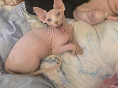 Veronica & Jiminy - Sphynx - Gallery Photo #1