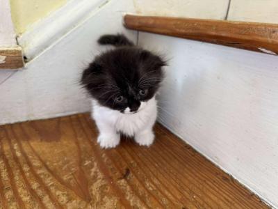 Prisse - Munchkin - Gallery Photo #1