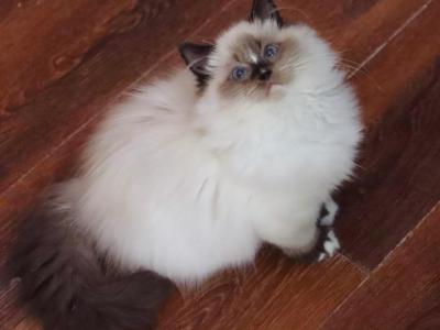 Seal Mitted With Blaze - Ragdoll - Gallery Photo #1