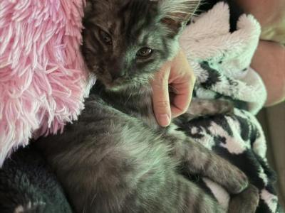 Smoke Grey Female - Maine Coon - Gallery Photo #1