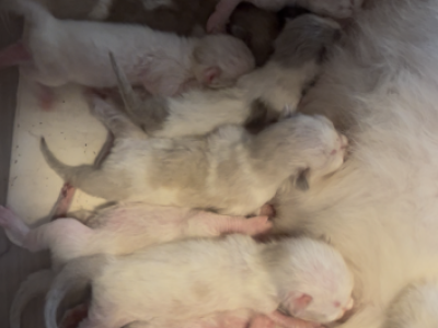 Mink & Traditonal Litter - Ragdoll - Gallery Photo #1
