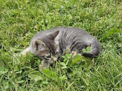 Rascal - European Shorthair - Gallery Photo #1