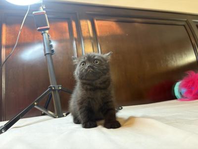 Velvet Chocolate Pie - British Shorthair - Gallery Photo #1