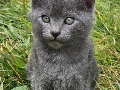 Stormy - Russian Blue - Gallery Photo #1