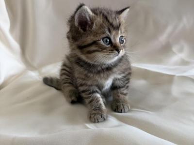 Marty - Scottish Straight - Gallery Photo #1