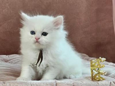 Atlas - Persian - Gallery Photo #1
