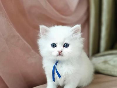Blue - Persian - Gallery Photo #1