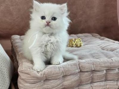 Angel - Persian - Gallery Photo #1