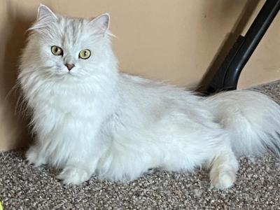 Serenity - Persian - Gallery Photo #1