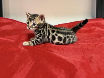 Makers Mark - Bengal - Gallery Photo #1