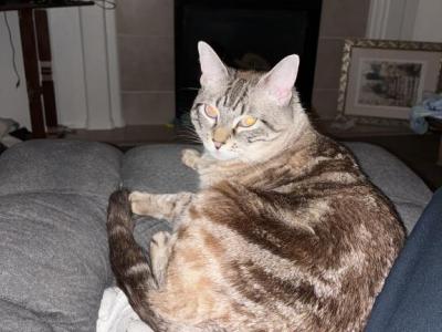 Gypsy - Domestic - Gallery Photo #1